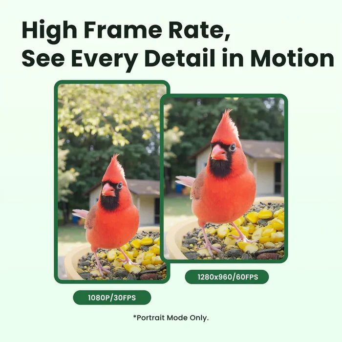 Birdfy Feeder Rookie - Mangeoire à Oiseaux Connectée Facile pour Débutants