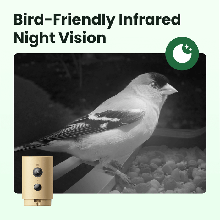 Birdfy Feeder Wood – Édition Cadeau