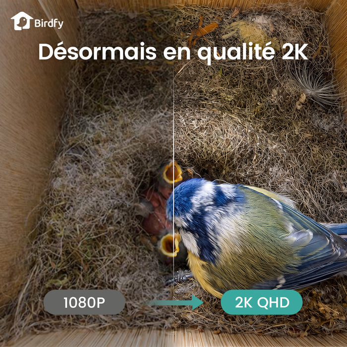 Birdfy Nest - Maison à Oiseaux Intelligente en Bois avec Caméra
