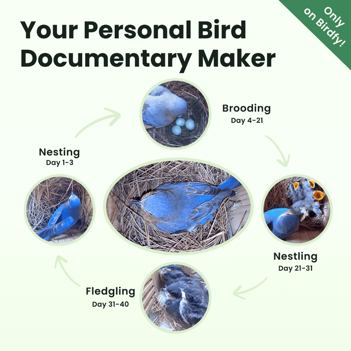 Birdfy Nest - Maison à Oiseaux Intelligente en Bois avec Caméra