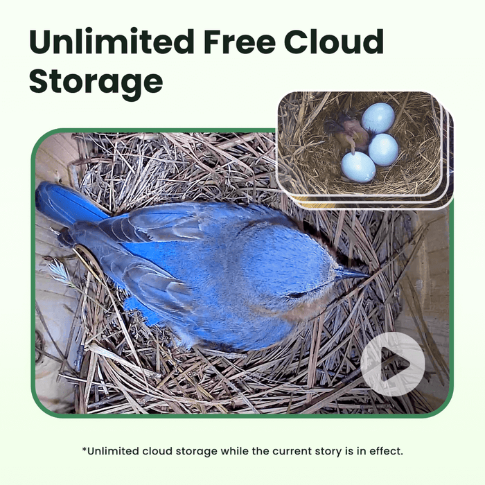 Birdfy Nest - Maison à Oiseaux Intelligente en Bois avec Caméra