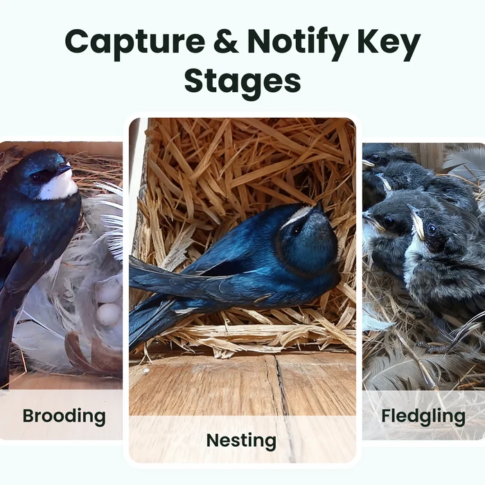 Birdfy Nest Wood – Cabane à Oiseaux Intelligente en bois