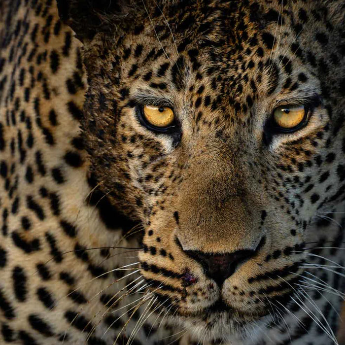 Armand Grobler wildlife photography
