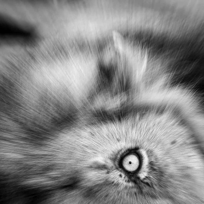 Armand Grobler wildlife photography