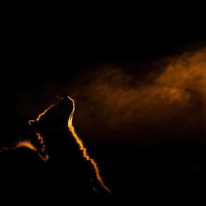 Armand Grobler wildlife photography