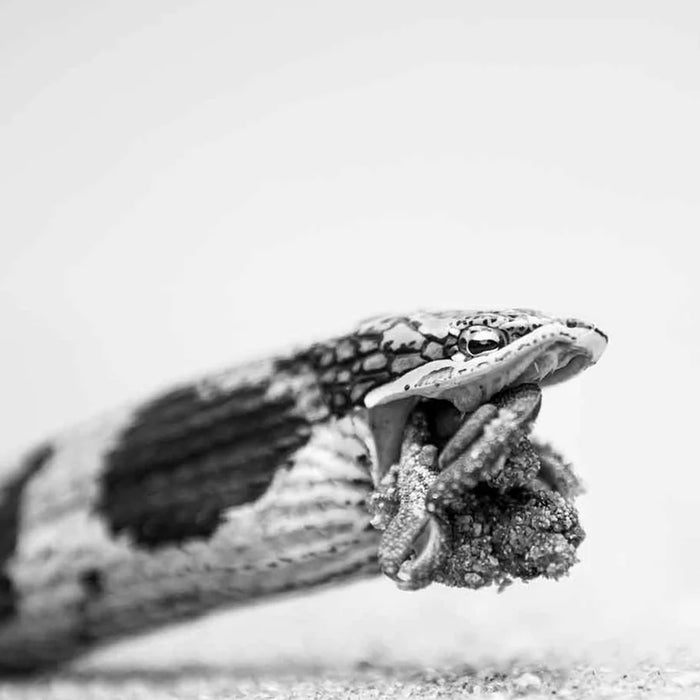 Armand Grobler wildlife photography