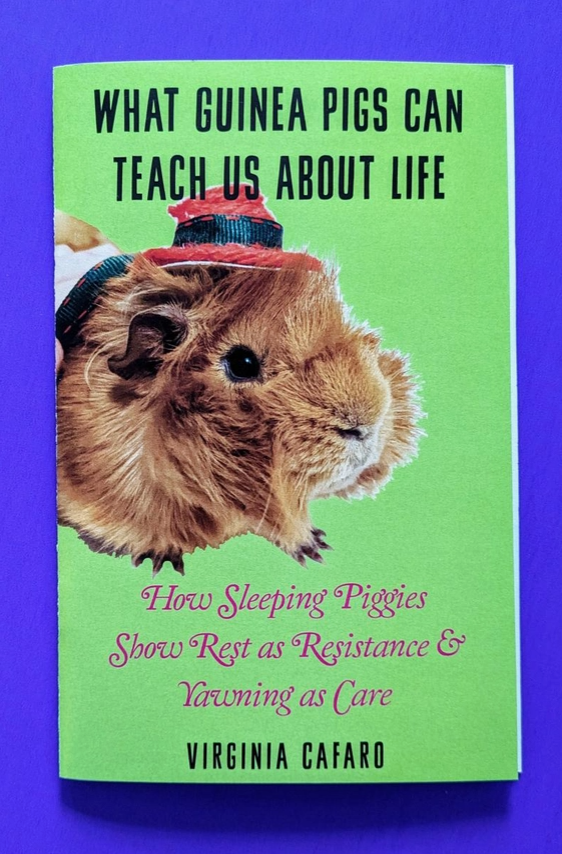What Guinea Pigs Can Teach Us About Life